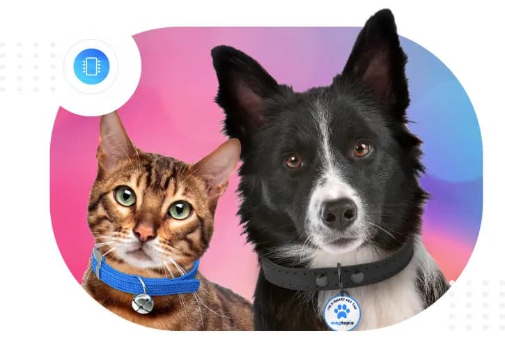 Cat and dog