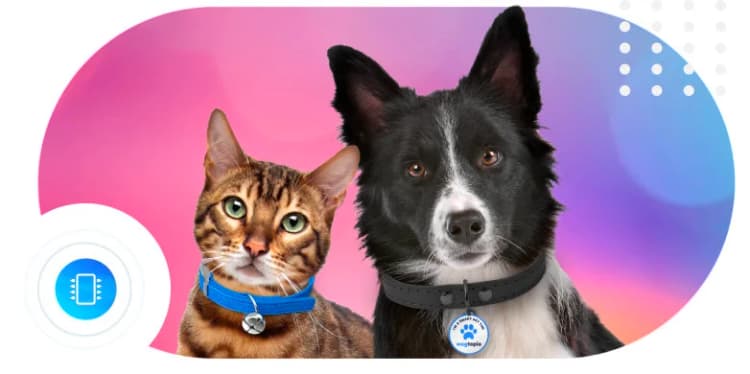 Cat and dog